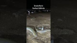 Grunion Run Thousands of silvery fish beach themselves on Southern CA beaches [upl. by Klug]