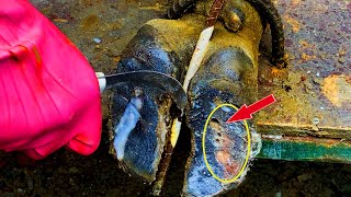 Incredible ​Surprising Facts About Cutting And cutting and trimming cow hooves EP6 [upl. by Schilit]