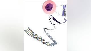 What is Extrachromosomal DNA [upl. by Neemsaj]