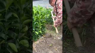 Replanting orange seedlings process [upl. by Mccartan892]