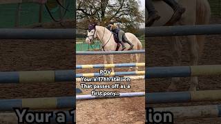 First pony No Ace the 17hh stallion horse equestrian showjumping horselover horsegirls ace [upl. by Howlyn834]