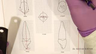 Drawing Permanent Maxillary Right Canine [upl. by Nerreg]