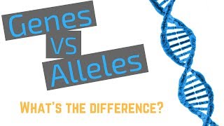 Genes vs Alleles [upl. by Nyvrem]