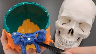 Skull Anatomy Series  The Sphenoid Bone  Part 7 of 9 [upl. by Enirak750]