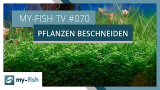 Aquarienpflanzen richtig schneiden  myfish TV 070 [upl. by Casabonne367]