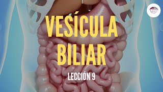 9 LA VESÍCULA BILIAR ESTRUCTURA Y FUNCIÓN DEL SISTEMA DIGESTIVO [upl. by Aloiv]