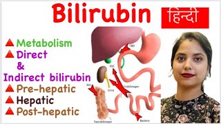 Bilirubin metabolism in hindi  Direct amp Indirect Bilirubin  Prehepatic  Hepatic  Posthepatic [upl. by Eitsirhc]