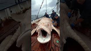 Giant Sea Monsters Caught by Fishermen 🐙🎣GiantSeaCreatures FishingDiscoveries OceanMysteries [upl. by Devy330]