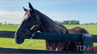 Zenyatta and Her Candy Ride Filly at Lanes End Farm [upl. by Tedmann]