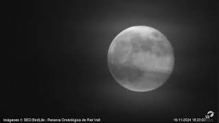 La Luna Webcam laguna Riet Vell seobirdlife [upl. by Hedvige]