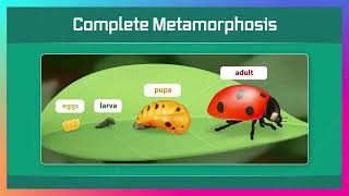 Biology Week 5 B Arthropods Part 1 [upl. by Aneel]