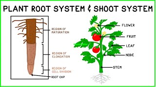 Plant Root System amp Shoot System [upl. by Liryc595]