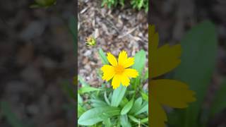 Yellow Wildflowers in Full Bloom flowers wildflowers gardening youtubeshorts [upl. by Odeen]