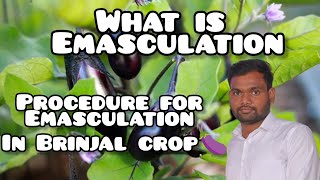 Emasculation and Bagging Techinc in Brinjal cropShiva PrasadGenetics and Plant Breeding [upl. by Nrojb]