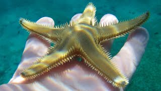 The Astonishing Finding Rare Starfish Discovered in Croatia [upl. by Hobey]