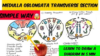 Medulla transverse section way to draw and remember 🤔🤔 Brain stem anatomy [upl. by Fafa307]