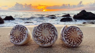 Virtual Beachcombing Festival Beachcombing Finds from Hawaii  Heather Ganis [upl. by Sidky]