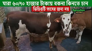 ৪ লাখ টাকায় বিক্রি হবে রেড ফ্রিজিয়ান বাছুর  Zaker Dairy  calf sale video  Agriculture News [upl. by Gable]