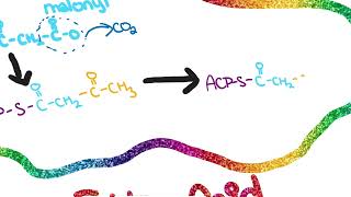 Fatty Acid Synthesis [upl. by Cohberg285]