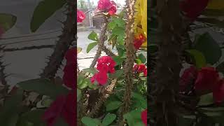 Oleander कनेर garden [upl. by Nagaem]