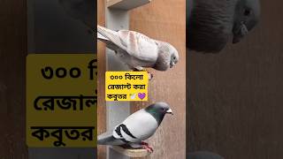 ৩০০ কিলো রেজাল্ট করা কবুতর কবুতর kobutorkhamar kobutorer pigeon bird kabootar kabutar [upl. by Anastasius495]