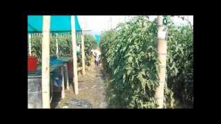 CULTIVO DE TOMATE  COSECHA  TRATADO CON STRONG BILLOW [upl. by Ver]