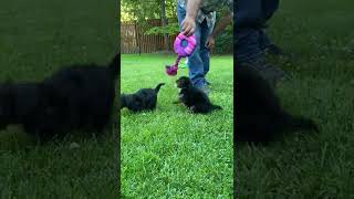 Mini Poodle Puppies For Sale [upl. by Kate]