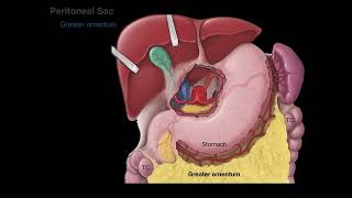 Peritoneum tutorial [upl. by Suvart]