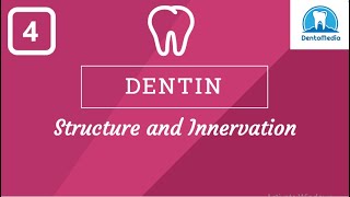 Dentin Structure amp Innervation [upl. by Benjamen]