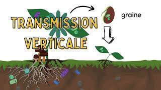 Les endophytes des graines des plantes hyperaccumulatrices [upl. by Trauts]