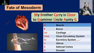 Fate of Germ Layers  Tricks to Learn Germ Layers EctodermMesodermEndoderm Germ Layers Mnemonics [upl. by Hayyifas]