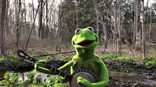 Kermit Sings quotRainbow Connectionquot – A Magical Muppet Moment in the Forest [upl. by Hodge524]