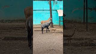 Nilgai Kaisi Hoti Hai  Nilgai Ka Video  Male And Female Nilgai [upl. by Adrial]