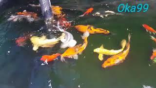 KOI FISH POND  FEEDING MY KOI FISH AFTER RAINY ‼️ [upl. by Matthias]