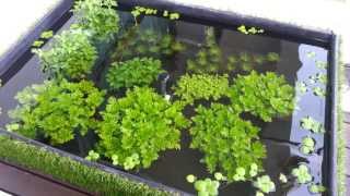 Urban Aquaria  108 Litre quotPuddle Gardenquot Outdoor Balcony Pond Solar Pump [upl. by Eidaj]