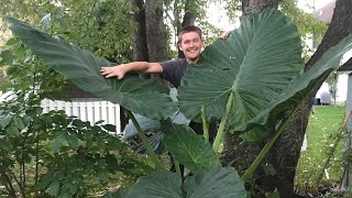 The Secret to Growing Alocasia  The Barefooted Gardener [upl. by Ely]