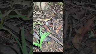 Beast Snake Video Fer De Lance 🐍 shorts [upl. by Gizela524]