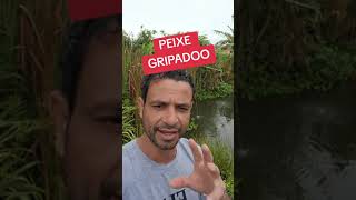 como resolver gripe em peixes [upl. by Markos]