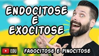 Endocitose Fagocitose e Pinocitose e Exocitose  Transporte por Vesículas  Biologia [upl. by Athalla94]