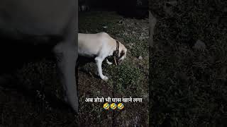 Kaise din aa rahe hai🤣 kavishsharma doglover dogshorts yshorts viralshort explore foryou lov [upl. by Waers]