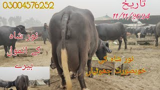 Noor shah ki top buffalo for sale Okara Animal TV 0300457625211112024لوکیشن عارف والا منڈی [upl. by D'Arcy596]