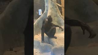 Bonobo at Milwaukee County zoo [upl. by Theressa]