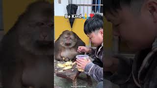 Feeding monkeys cute monkey 🐵shorts shortsfeed monkey eating [upl. by Elorak]