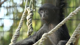 Siamang Story [upl. by Trent]