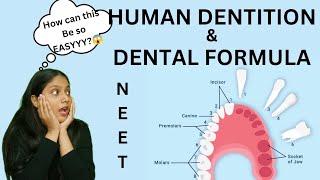 Human Dentition 🦷amp DENTAL FORMULA  Thecodont  diphyodont heterodont  NEET  humera [upl. by Semajwerdna636]