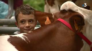 Un éleveur accusé de maltraitance sur une vache montbéliarde à la Foire Comtoise de Besançon [upl. by Eiralav]