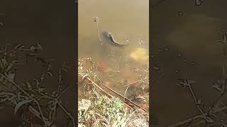 Anacostia River fishing [upl. by Gnanmas]