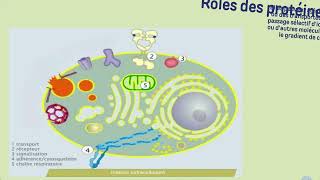 Vidéo 3 Membrane plasmique  LES PROTEINES MEMBRANAIRES [upl. by Zetnom]