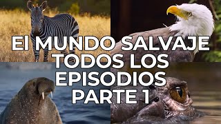 El Mundo Salvaje Todos los Episodios Parte 1  Free Documentary Nature  Español [upl. by Knowlton]