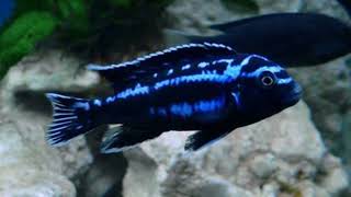 Electric Blue Johanni Melanochromis Johannii  African Cichlids of Lake Malawi [upl. by Kcaz669]